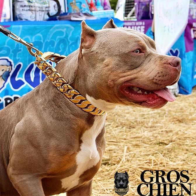 COLLAR PARA PERRO GRANDE