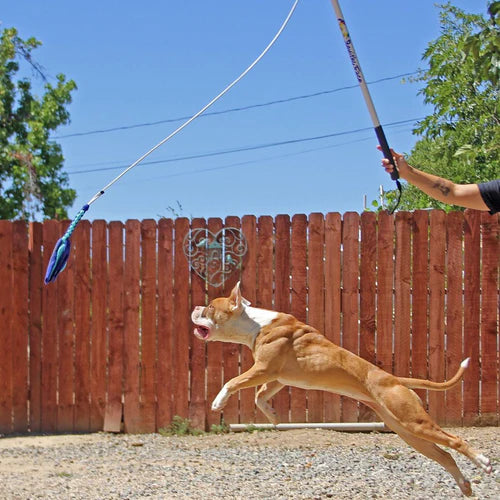 The Flirt Pole, un ejercicio para fortalecer eficazmente a tu perro