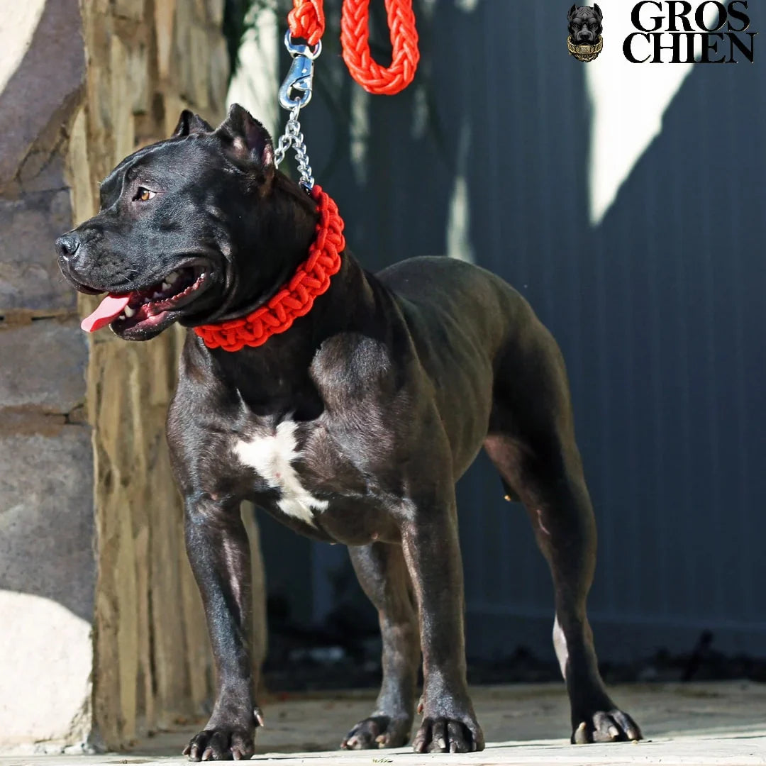 COLLAR Y CORREA PARA PERRO GRANDE